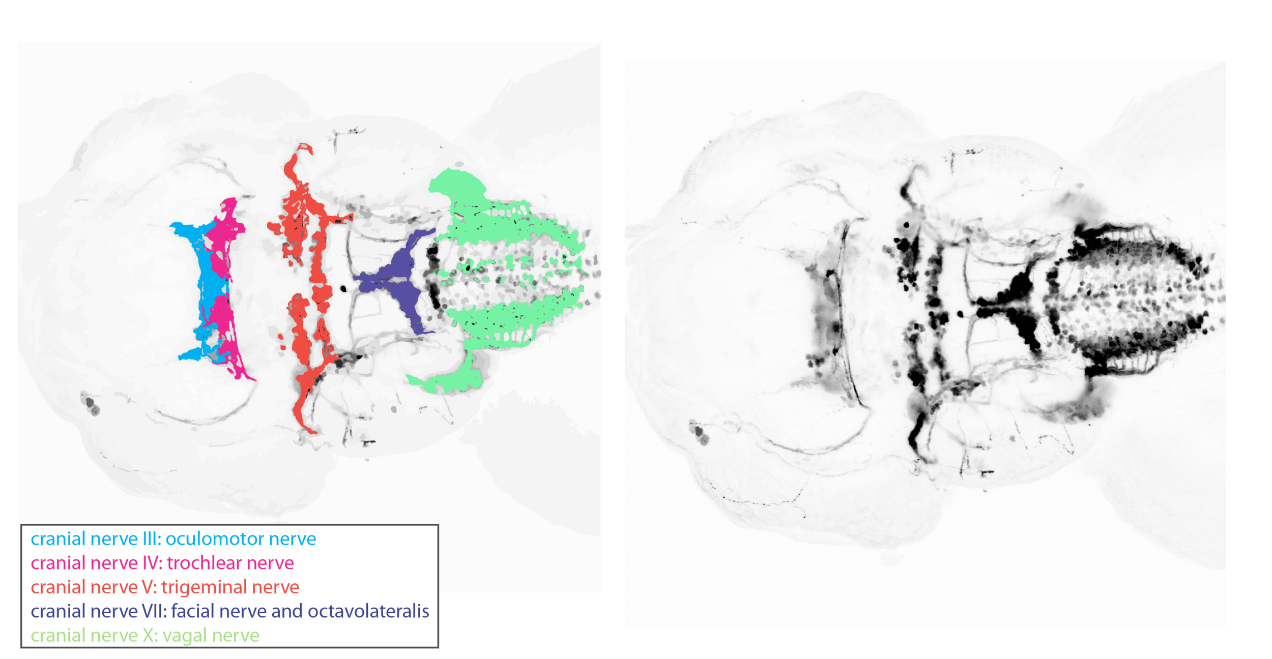 Oculomotor nucleus — Zebrafish UCL